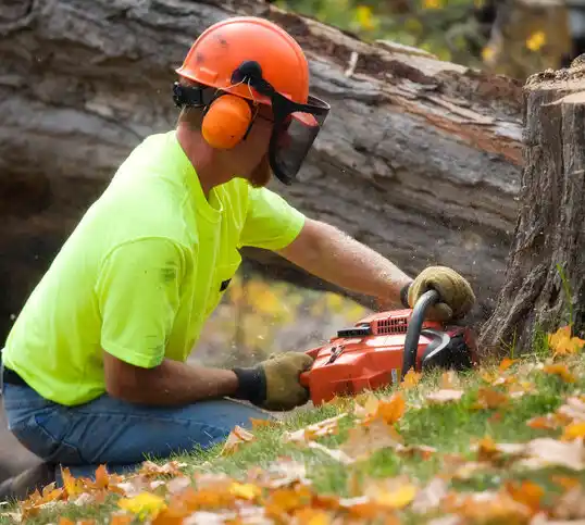 tree services Forest Park